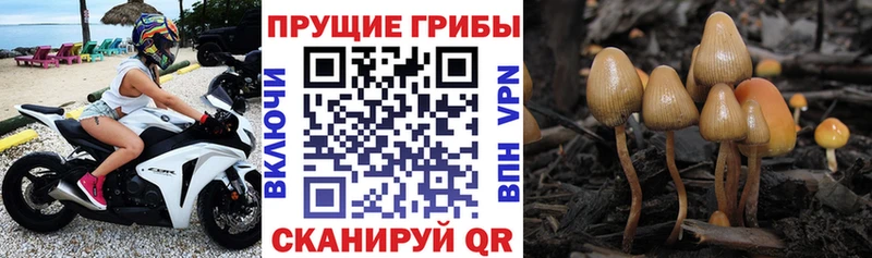 Псилоцибиновые грибы прущие грибы  Купить  Дзержинский 